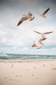 Чайки на море