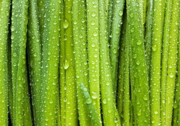 Роса на траве