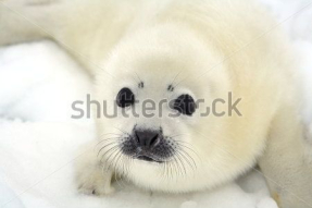 Морской котик