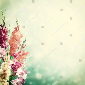 Гладиолусы