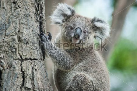 Коала