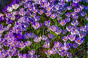 Крокусы