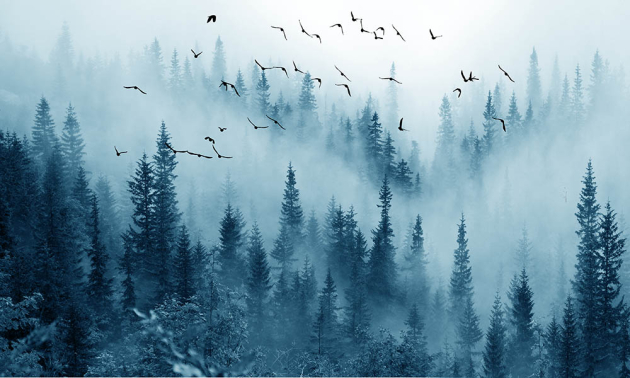 Туманний ліс