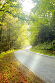 Дорога в парке