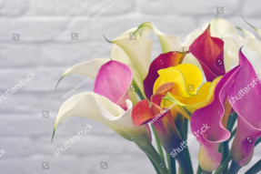 Разноцветные каллы