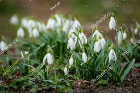 Лесные подснежники