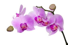 Ветка орхидеи