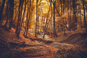 Осенний лес