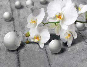 Орхидея на сером фоне