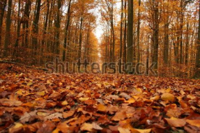 Осенний лес