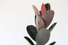 Листья фикуса