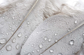 Роса на перьях