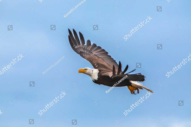 Орел в польоті