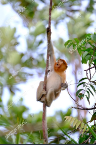 Обезьяна в джунглях