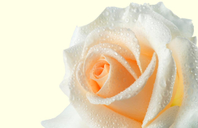 Роза на желтом фоне