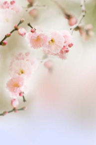 Картины Розовые цветы вишни