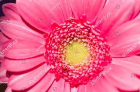 Большой цветок герберы