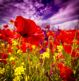 Маковое поле