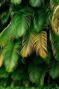 Пальмовые листья