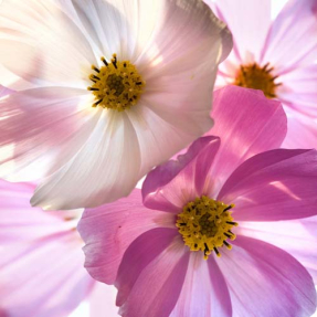 Цветы фрезии