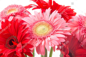 Красные герберы