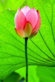 Лотос в листьях