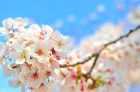 Ветка вишни