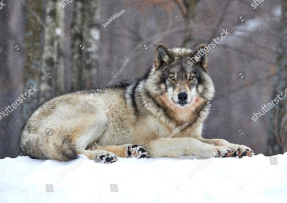 Волк в снегу