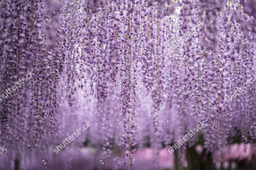 Свисающая глициния