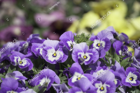 Анютины глазки