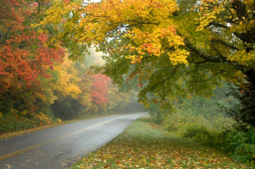 Дорога после дождя в парке