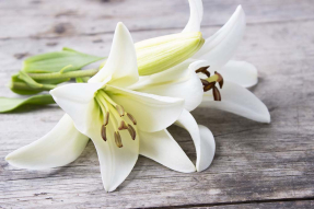 Лилии на деревянном фоне