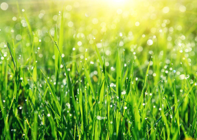 Трава в росе