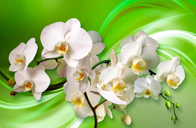 Орхидея на зеленом фоне