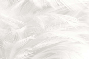 Много перьев