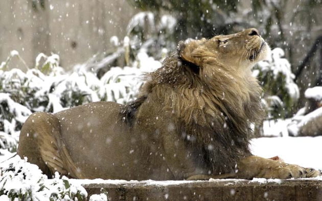 Лев в снегу
