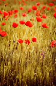 Маки в траве