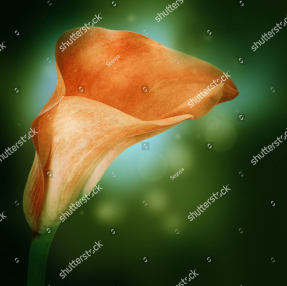 Яркие каллы