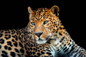 Картины Леопард