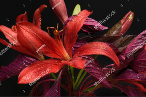 Крупные лилии