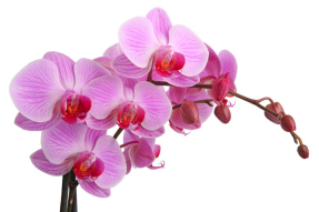Орхидея