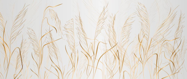 Золотые колосья пшеницы