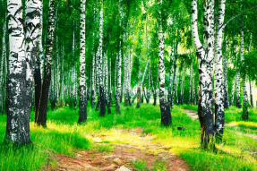 Яркие березы