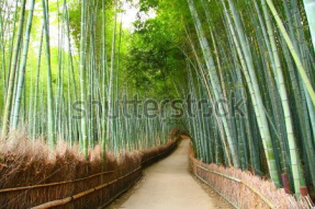 Бамбуковый лес