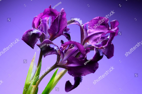 Фиолетовые ирисы