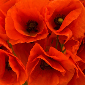 Красные маки