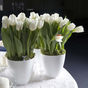 Картины Белые тюльпаны