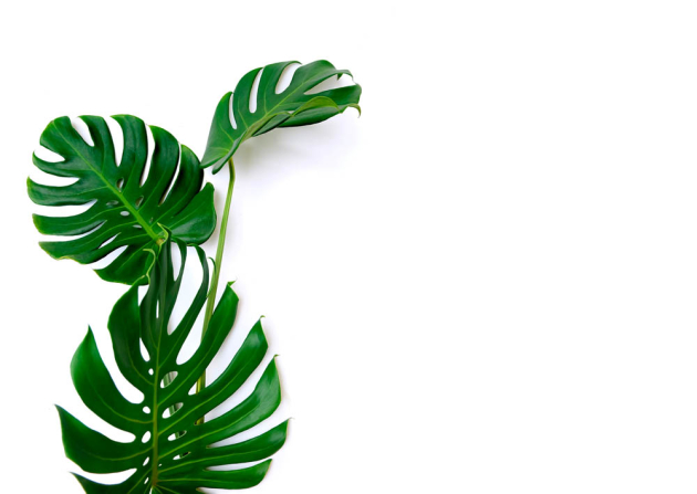 Листья монстеры