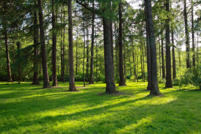 Полянка в лесу