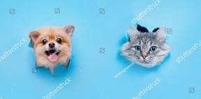 Собака и кошка